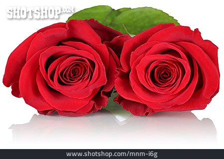 
                Valentinstag, Rote Rosen                   