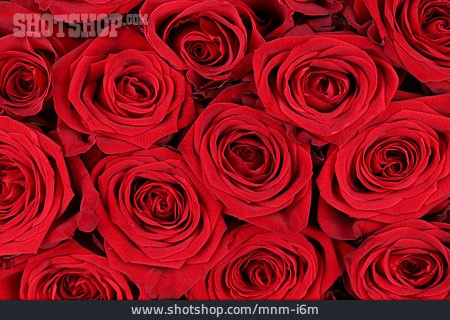 
                Rote Rosen                   