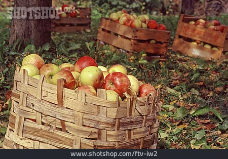 
                Apfelernte, Berchtesgadener Land                   