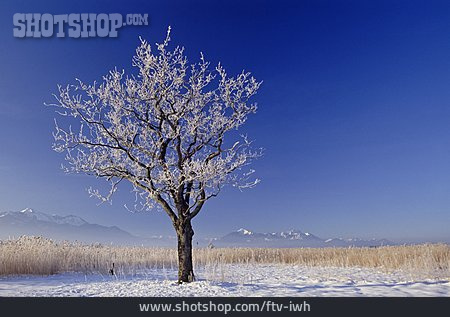 
                Baum, Winterlandschaft, Chiemgau                   