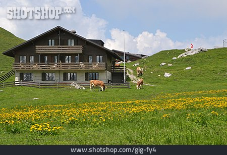 
                Holzhaus, Bergwiese, Schweizer Alpen                   