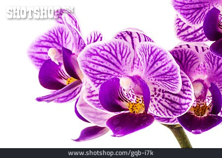 
                Orchid, Orchid Bloom                   