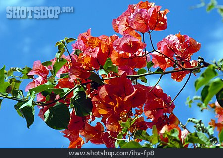 
                Blumen, Bougainvillea, Drillingsblume                   