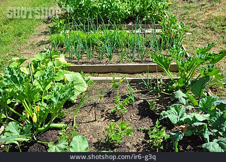 
                Gartenbeet, Gemüsegarten, Eigenanbau                   