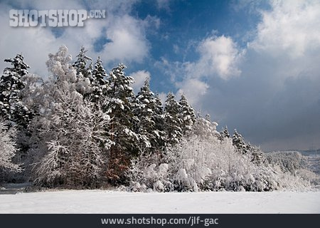 
                Wald, Winter, Winterwald                   