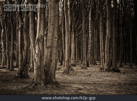 
                Bäume, Trist, Laubwald                   