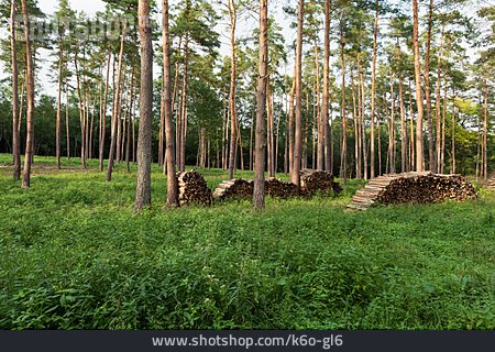 
                Wald, Holz, Holzstapel, Forstwirtschaft                   