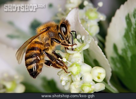
                Blüte, Biene, Bestäubung                   