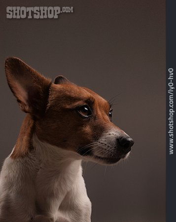 
                Hund, Jack Russel Terrier                   