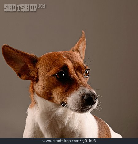 
                Hund, Jack Russel Terrier                   