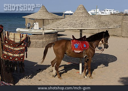 
                Pferd, ägypten, Safaga                   