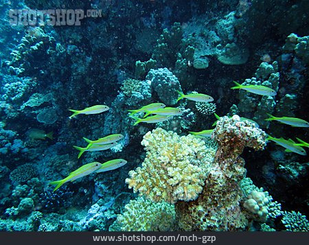 
                Unterwasser, Korallenriff, Meerbarbe                   