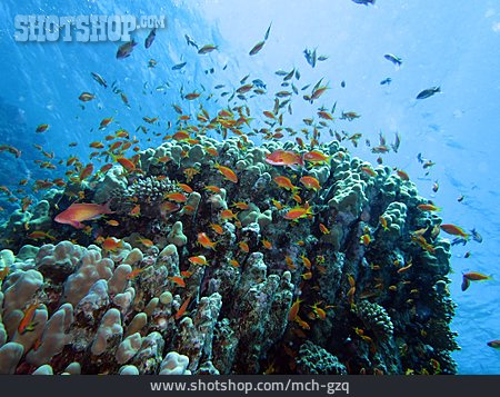 
                Unterwasser, Korallenriff, Fischschwarm, Fahnenbarsch                   