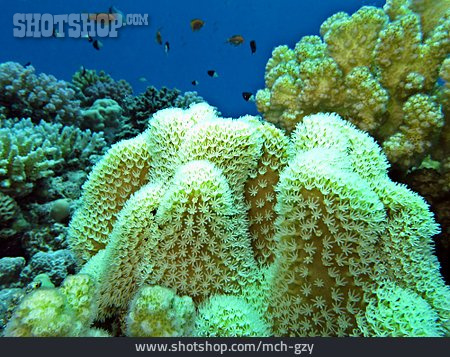 
                Unterwasser, Korallenriff, Koralle, Lederkoralle                   
