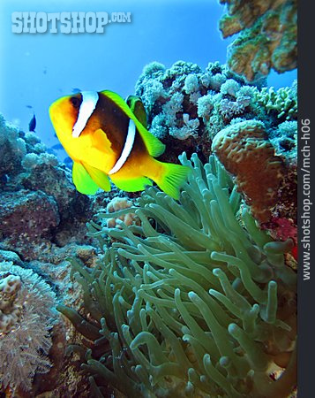
                Unterwasser, Korallenriff, Anemonenfisch                   