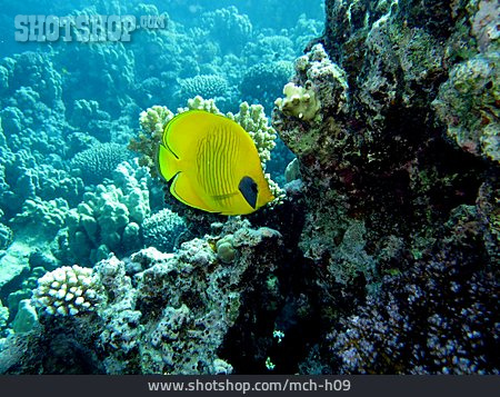 
                Korallenriff, Falterfisch, Maskenfalterfisch                   