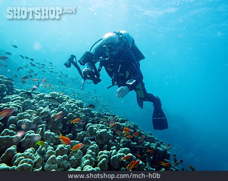 
                Unterwasser, Korallenriff, Taucher, Tauchen                   
