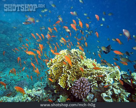 
                Unterwasser, Korallenriff, Fahnenbarsch                   