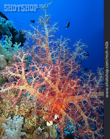 
                Koralle, Dendronephthya                   
