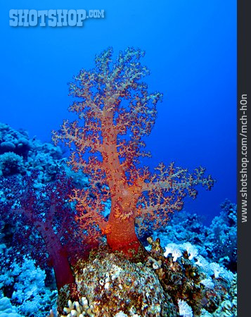 
                Koralle, Dendronephthya                   