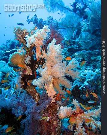 
                Korallenriff, Koralle, Dendronephthya                   