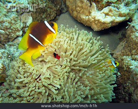 
                Unterwasser, Korallenriff, Anemonenfisch                   