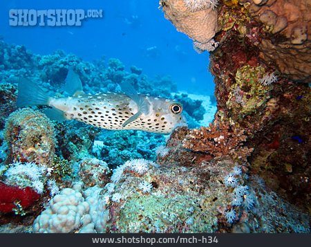 
                Korallenriff, Gelbflecken-igelfisch                   