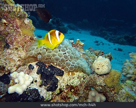
                Korallenriff, Anemonenfisch                   