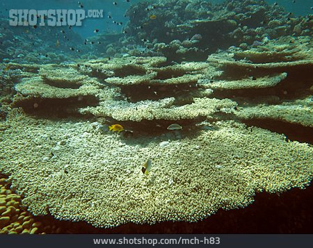 
                Koralle, Riesen-tischkoralle                   