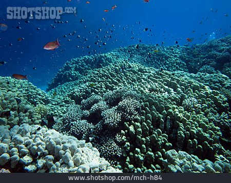 
                Korallenriff, Steinkoralle                   