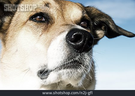 
                Hund, Mischlingshund                   