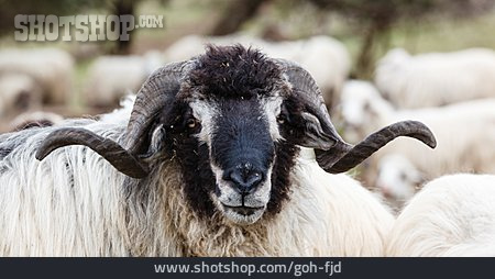 
                Schaf, Hörner                   