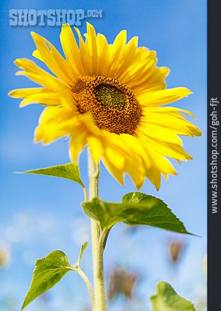 
                Sonnenblume, Sommerlich                   