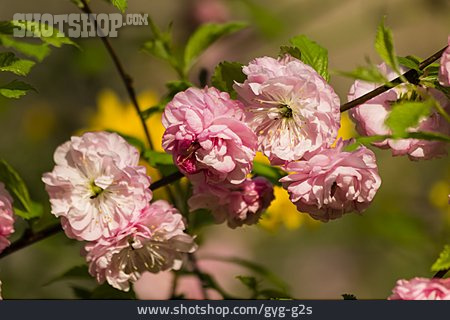 
                Blüte, Prunus                   