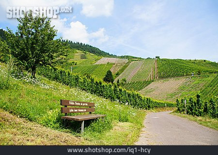 
                Wein, Weinberg, Weinlandschaft                   