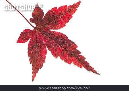 
                Fächerahorn, Herbstblatt                   