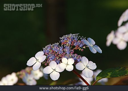 
                Hortensie, Gartenhortensie                   