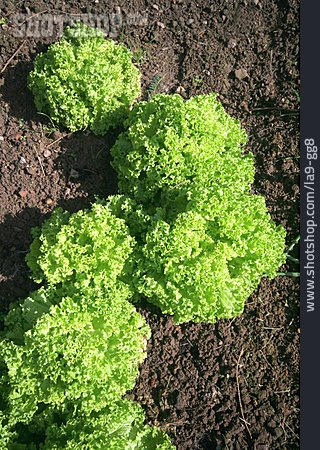 
                Salat, Lollo Bionda                   