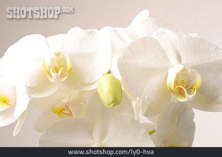 
                Blume, Orchidee                   