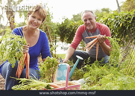 
                Gartenarbeit, Ehepaar, Karottenernte                   