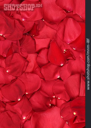 
                Rosenblätter, Rote Rosen                   