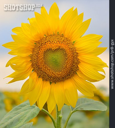 
                Blume, Sonnenblume                   