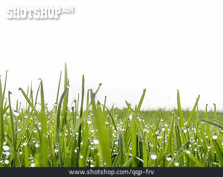 
                Grass, Waterdrop                   