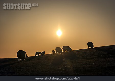 
                Sonnenuntergang, Schafe, Weiden                   