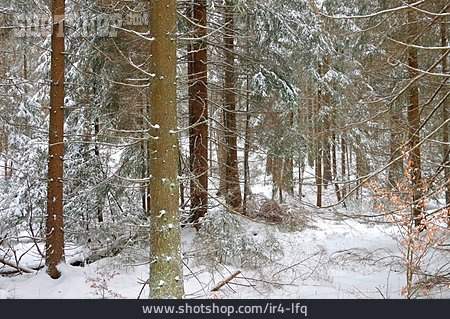 
                Winter, Fichtenwald                   