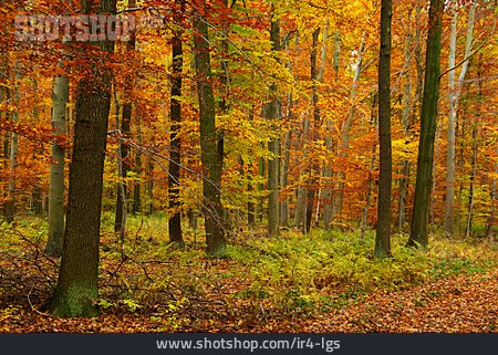 
                Wald, Herbst                   