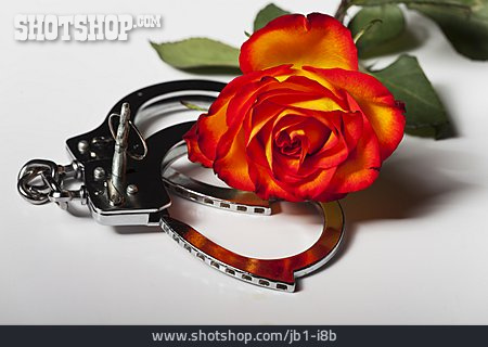 
                Rose, Handschelle                   