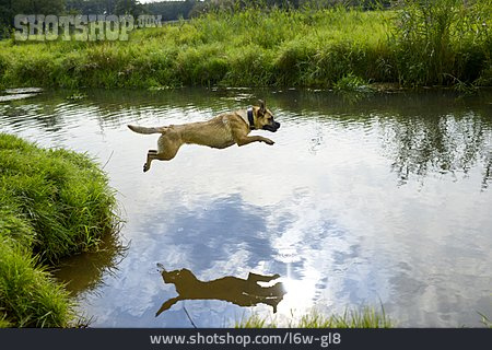 
                Teich, Hund, Sprung                   