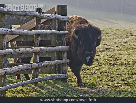 
                Bison, Büffel                   