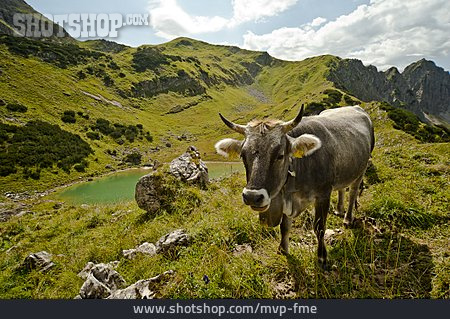 
                Kuh, Alpen, Gaisalpsee, Bergweiden                   